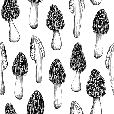 Morel mushroom background. Edible fungus seamless pattern. Morchella mushroom design in color. Fungal protein, mycoprotein source, healthy food, plant-based meat substitutes vintage illustration